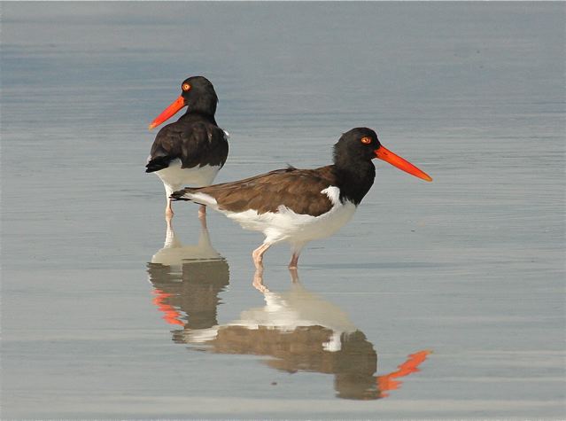 american-oystercatchers-bh-img_2000-copy-2