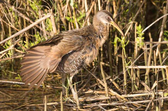clapper-rail-abaco-bahamas-tom-sheley
