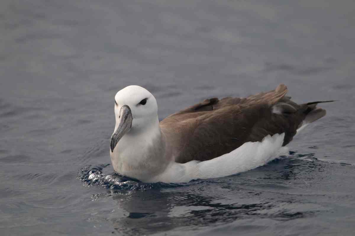 Black-browed Albatross (Diane Claridge)