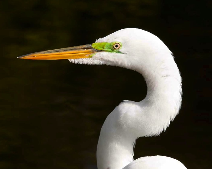 Great Egret grab Tom Sheley