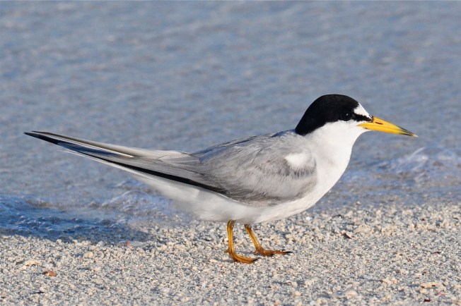 least-tern_ach3672-copy