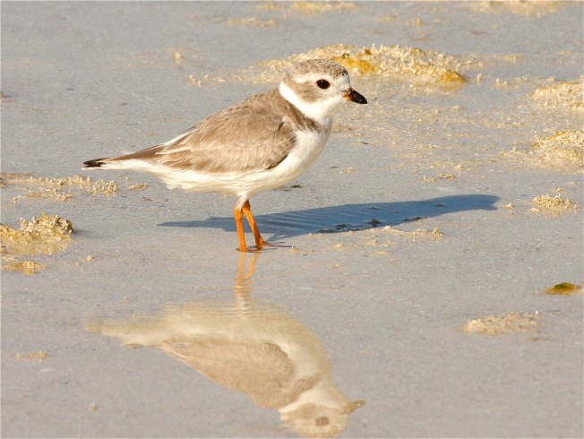 piping-plover-bh-img_1919