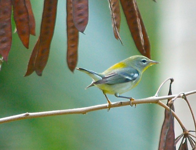 BAHAMAS - Northern Parula 2, 1-22-12, Nursery copy 2