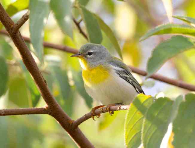 Northern Parula BH (imm - 1st fall f) sm