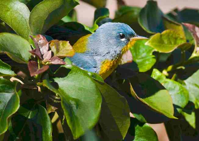 Northern Parula CN clip 300 to jpg sm