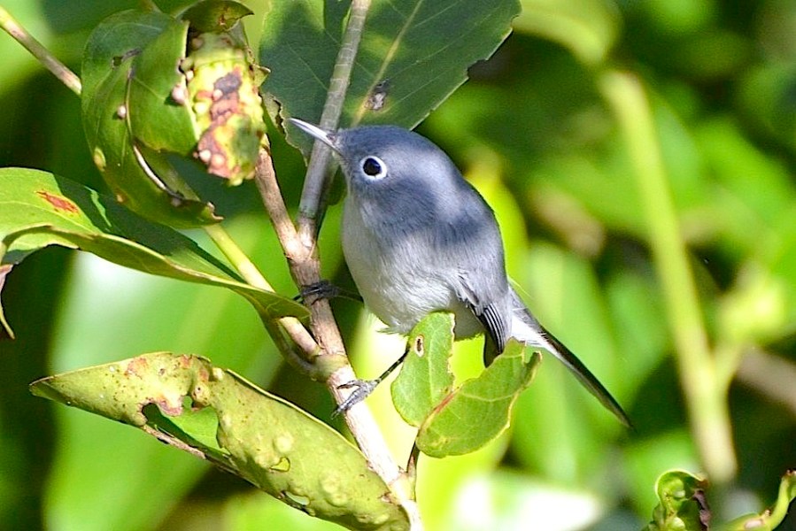 Blue-gray Gnatcatcher, Abaco (Charles Skinner)