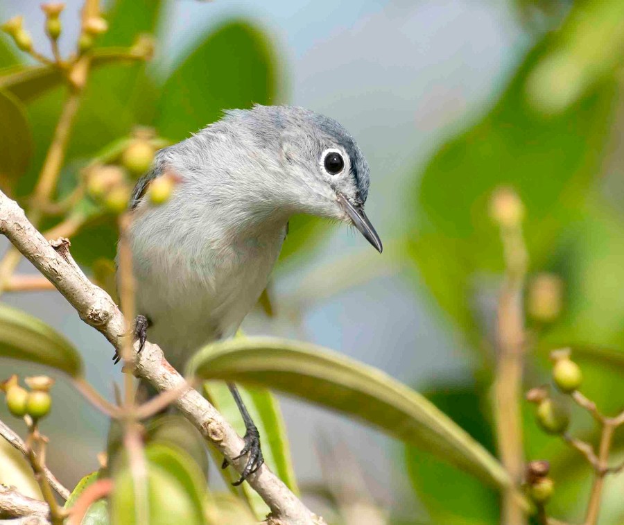 Blue-gray Gnatcatcher, Abaco (Tom Sheley)