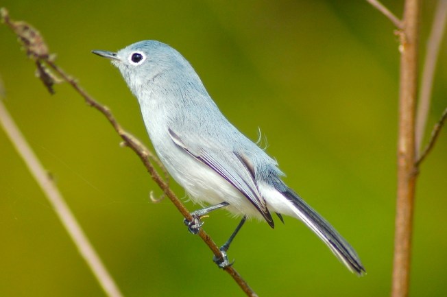 Blue-gray Gnatcatcher, Abaco (Becky Marvil)