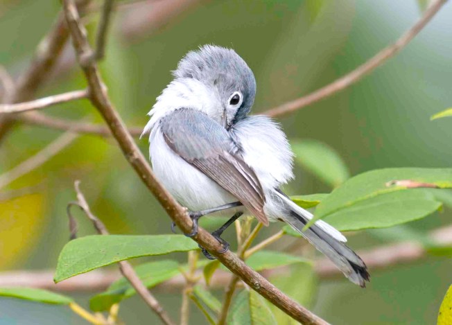 Blue-gray Gnatcatcher, Abaco (Tom Sheley)