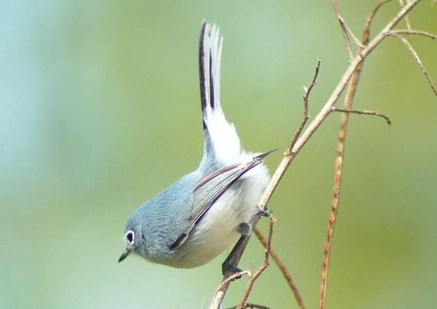 Blue-gray Gnatcatcher, Abaco (Becky Marvil)