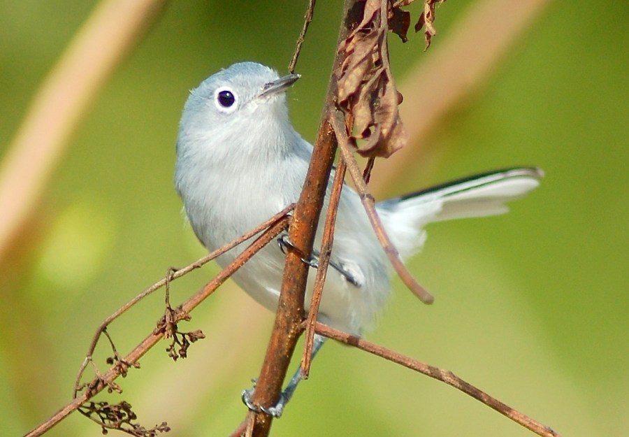 Blue-gray Gnatcatcher, Abaco (Becky Marvil)