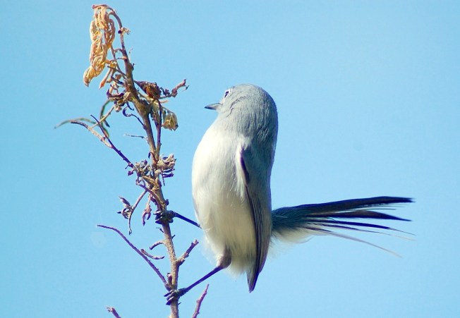 Blue-gray Gnatcatcher, Abaco (Becky Marvil)