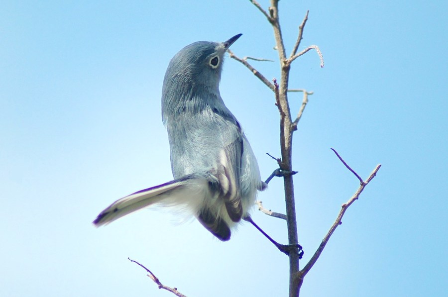 Blue-gray Gnatcatcher, Abaco (Becky Marvil)