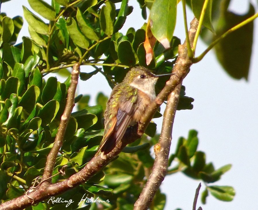 Bahama Woodstar (f), Delphi, Abaco (Keith Salvesen)