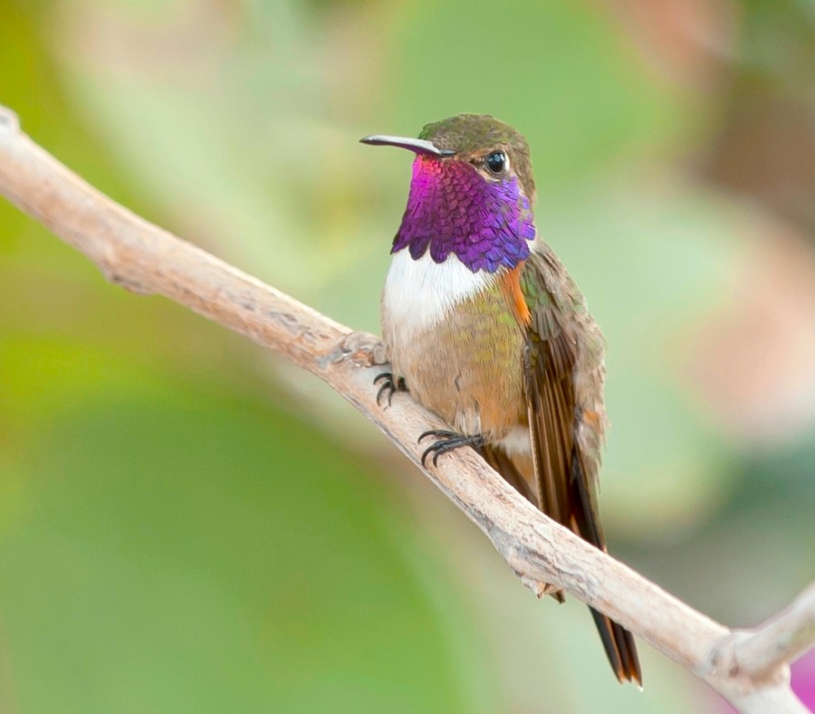 Bahama Woodstar (m), Abaco (Tom Sheley)