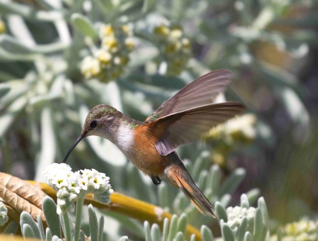 Bahama Woodstar (f), Abaco (Tara Lavallee)
