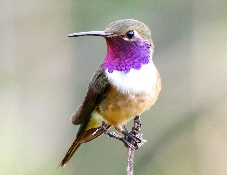 Bahama Woodstar (m), Abaco (Bruce Hallett)